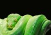 Czy Python jest za darmo?