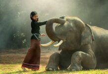 Jak zważyć słonia bez wagi odpowiedź?