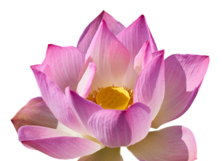 Jaki program zamiast Photoshopa?