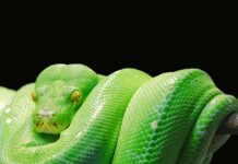W jakim języku jest Python?
