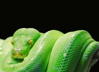 W jakim języku jest Python?