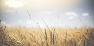 Jakie są podstawowe wydatki budżetowe? Jakie są podstawowe wydatki budżetowe?