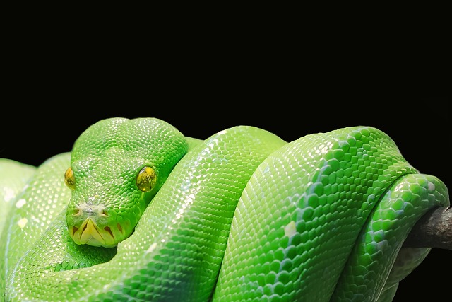 W czym pisać kod Pythona?