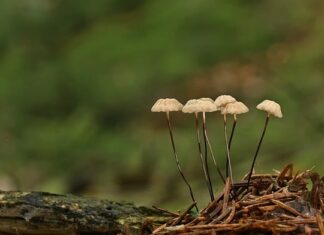 Jak działają oszuści na Marketplace? Jak działają oszuści na Marketplace?