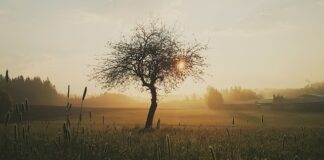 Co kładzie się bezpośrednio na ranę? Co kładzie się bezpośrednio na ranę?
